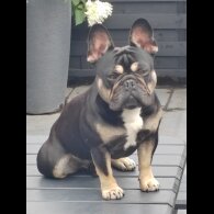 French Bulldog - Both