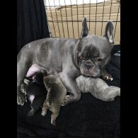 French Bulldog - Both