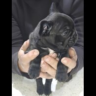 French Bulldog - Both