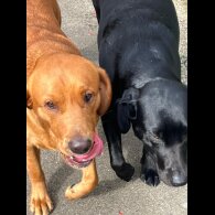 Labrador Retriever - Both