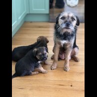 Border Terrier - Dogs