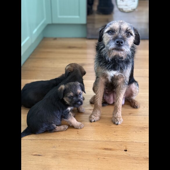 Border Terrier - Dogs