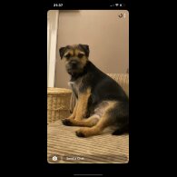 Border Terrier - Dogs