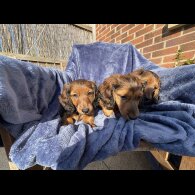 Dachshund (Standard &amp; Miniature) - Both