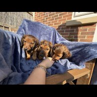 Dachshund (Standard &amp; Miniature) - Both