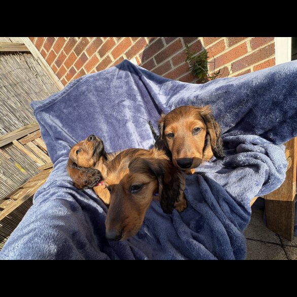 Dachshund (Standard &amp; Miniature) - Both