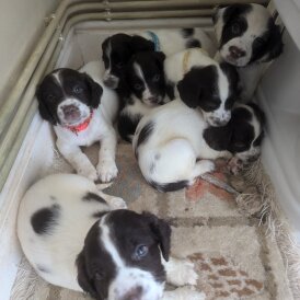 English Springer Spaniel - Both