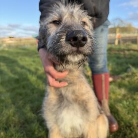 Irish Wolfhound - Both