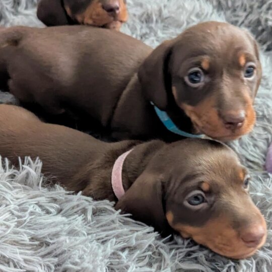 Dachshund (Standard &amp; Miniature) - Bitches