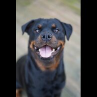 Rottweiler - Both