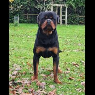 Rottweiler - Both