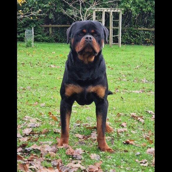 Rottweiler - Both