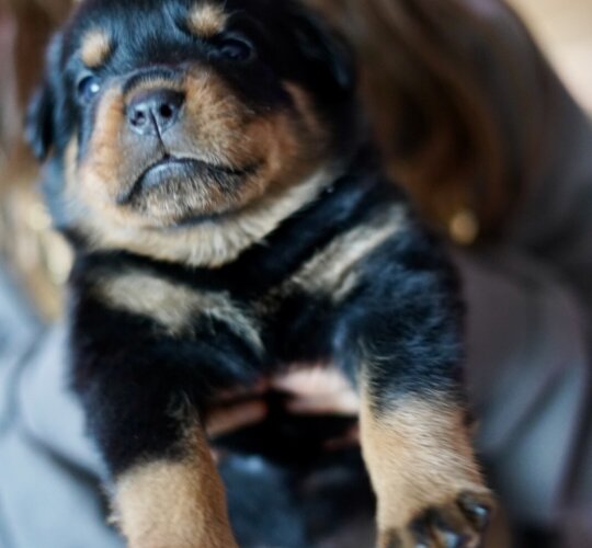 Rottweiler