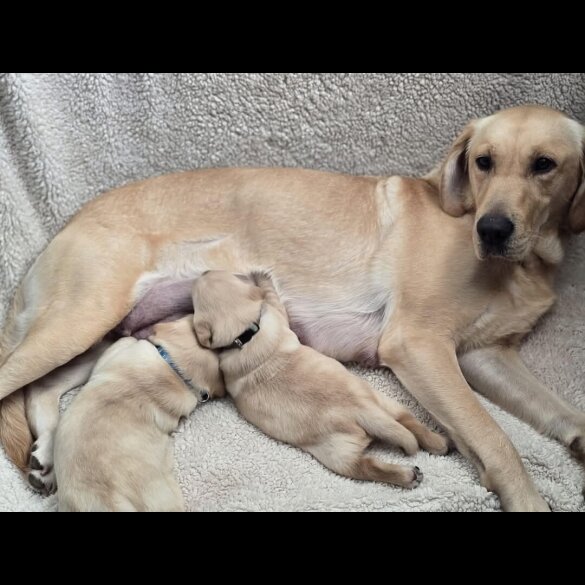 Labrador Retriever - Dogs