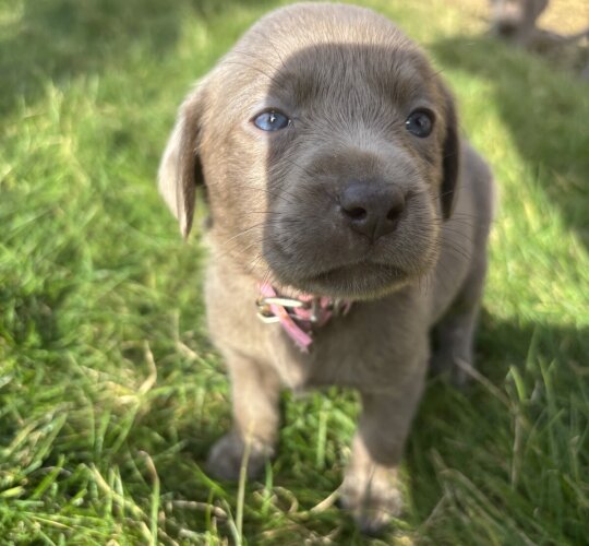 Labrador Retriever