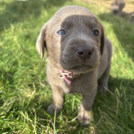 Labrador Retriever - Both