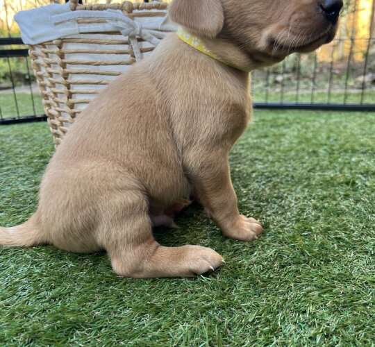 Labrador Retriever