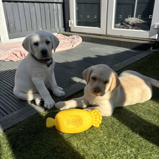 Labrador Retriever - Both