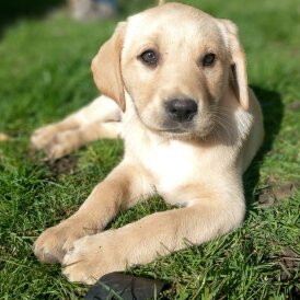 Labrador Retriever - Both