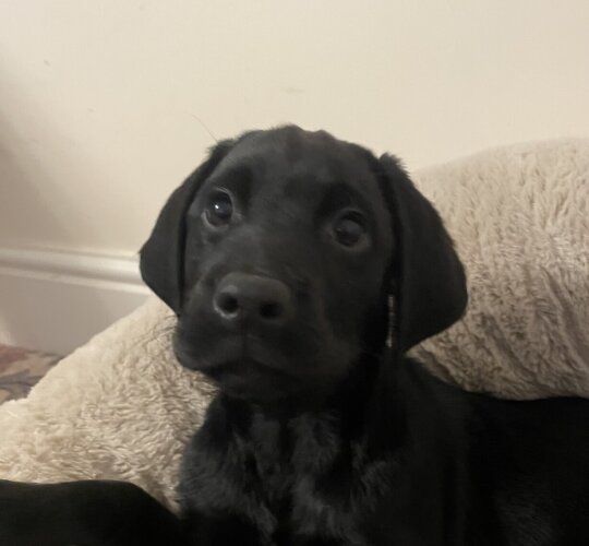 Labrador Retriever