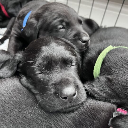 Labrador Retriever - Dogs