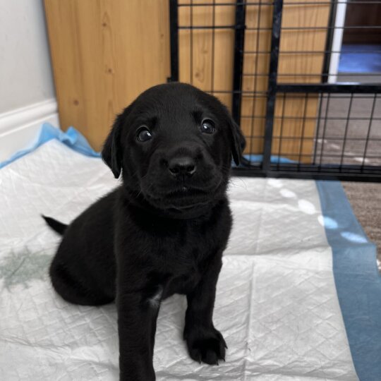 Labrador Retriever - Dogs