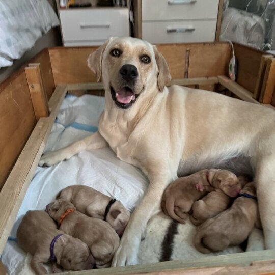 Labrador Retriever - Both