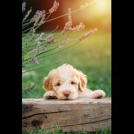 Lagotto Romagnolo - Both