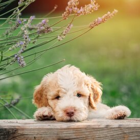 Lagotto Romagnolo - Both