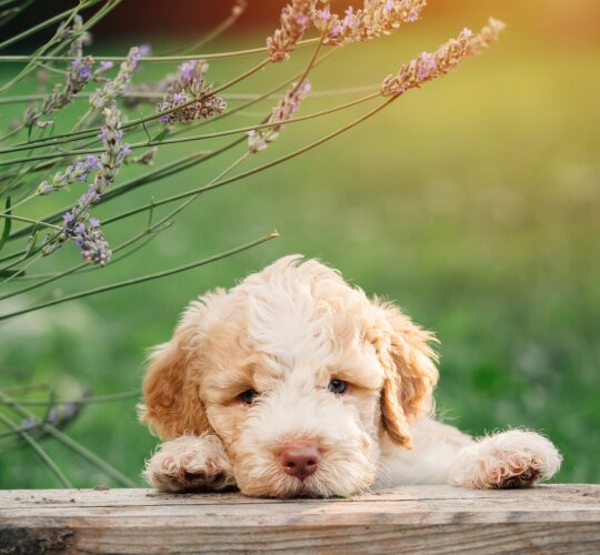 Lagotto Romagnolo