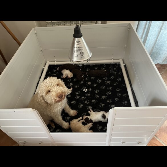 Lagotto Romagnolo - Both