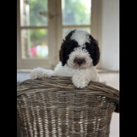 Lagotto Romagnolo - Both