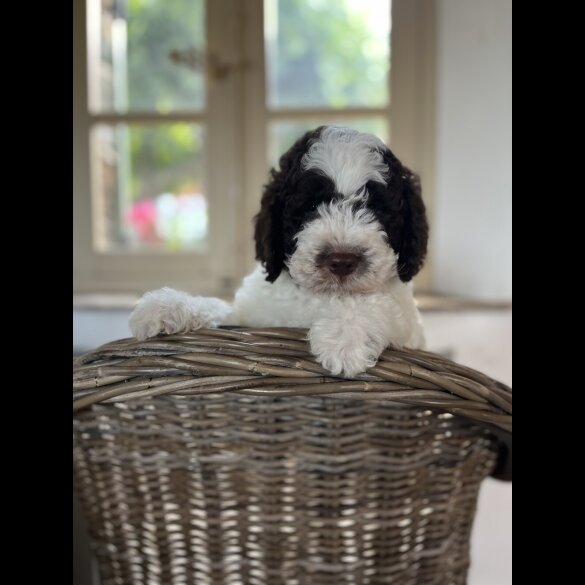 Lagotto Romagnolo - Both