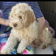 Lagotto Romagnolo - Both