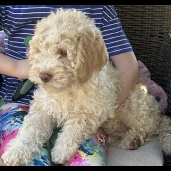 Lagotto Romagnolo - Both