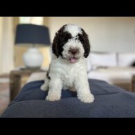 Lagotto Romagnolo - Both