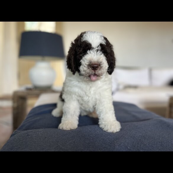 Lagotto Romagnolo - Both