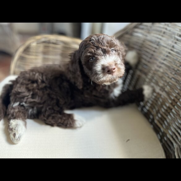 Lagotto Romagnolo - Both