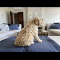 Lagotto Romagnolo - Both