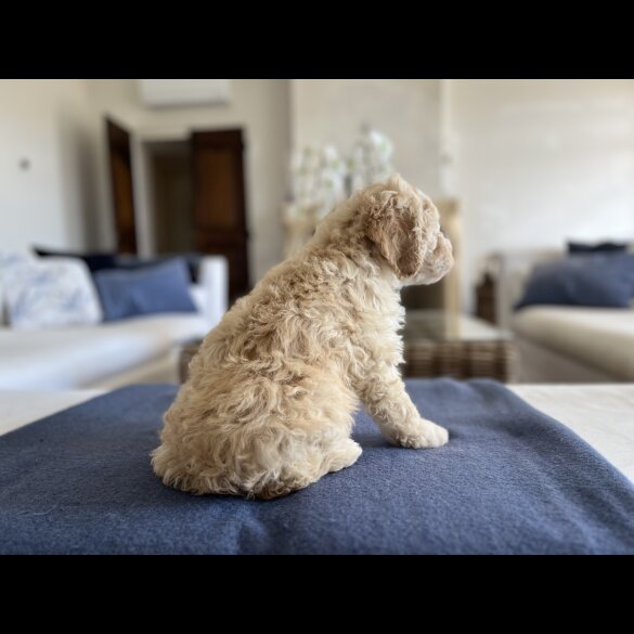 Lagotto Romagnolo - Both