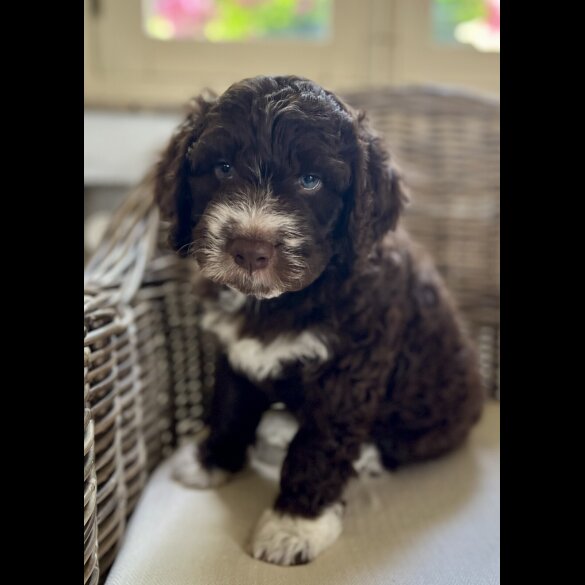 Lagotto Romagnolo - Both