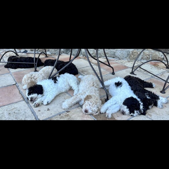 Lagotto Romagnolo - Both