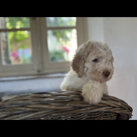 Lagotto Romagnolo - Both