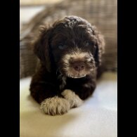 Lagotto Romagnolo - Both