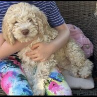 Lagotto Romagnolo - Both