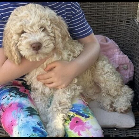 Lagotto Romagnolo - Both