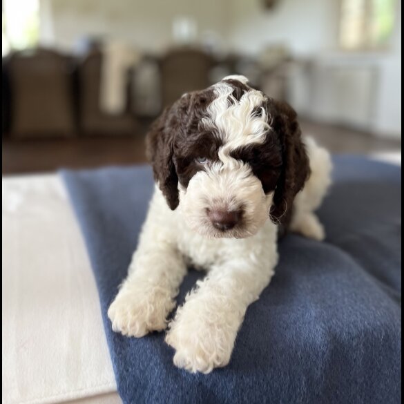 Lagotto Romagnolo - Both