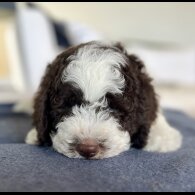 Lagotto Romagnolo - Both