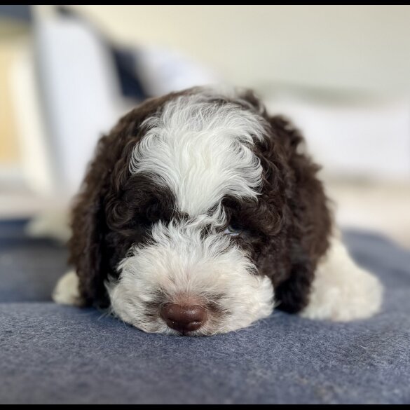 Lagotto Romagnolo - Both