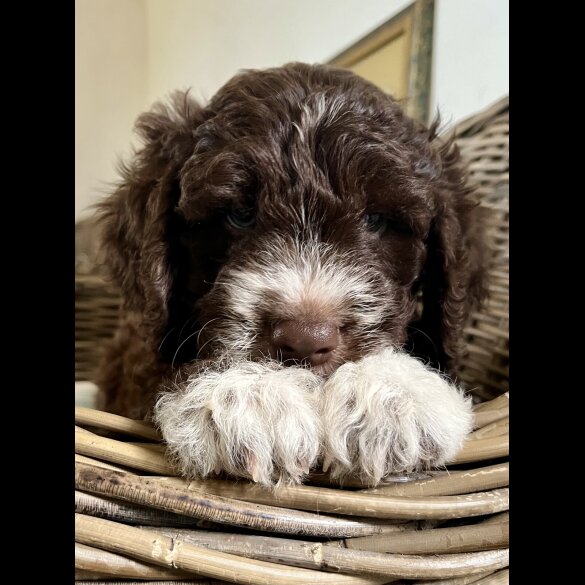 Lagotto Romagnolo - Both